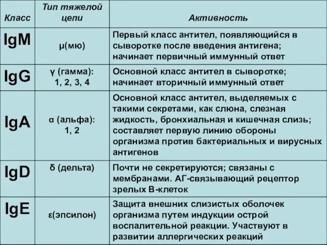 Классы иммуноглобулинов и их биологическая активность