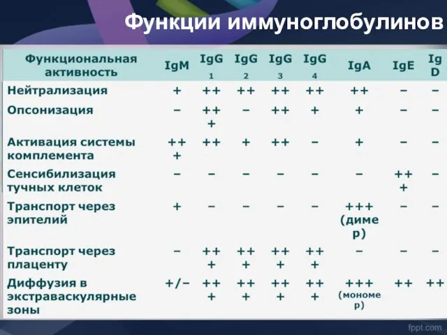 Функции иммуноглобулинов