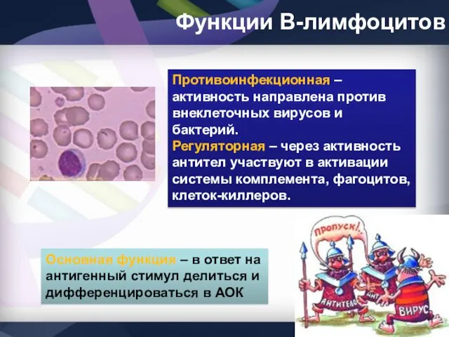 Функции В-лимфоцитов Противоинфекционная – активность направлена против внеклеточных вирусов и бактерий.