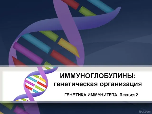 ИММУНОГЛОБУЛИНЫ: генетическая организация ГЕНЕТИКА ИММУНИТЕТА. Лекция 2