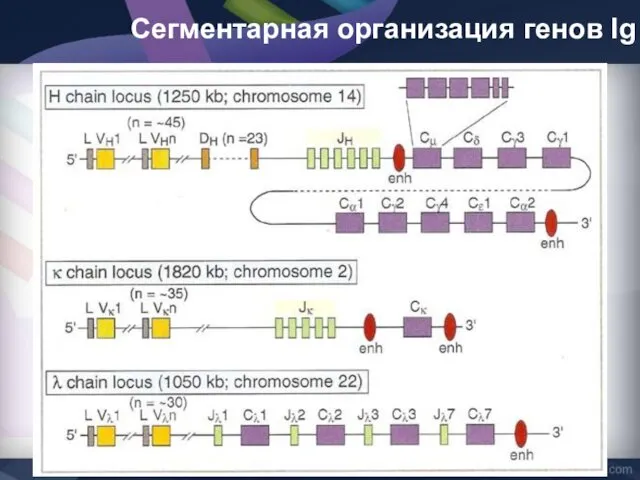 Сегментарная организация генов Ig