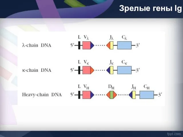 Зрелые гены Ig