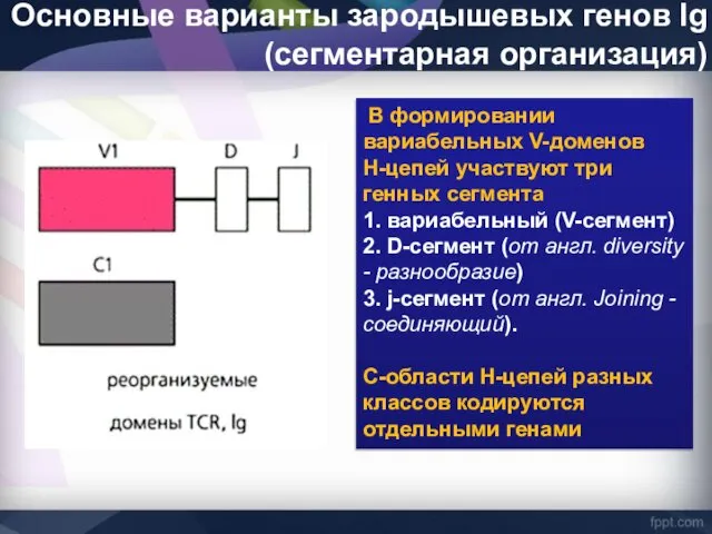 Основные варианты зародышевых генов Ig (сегментарная организация) В формировании вариабельных V-доменов