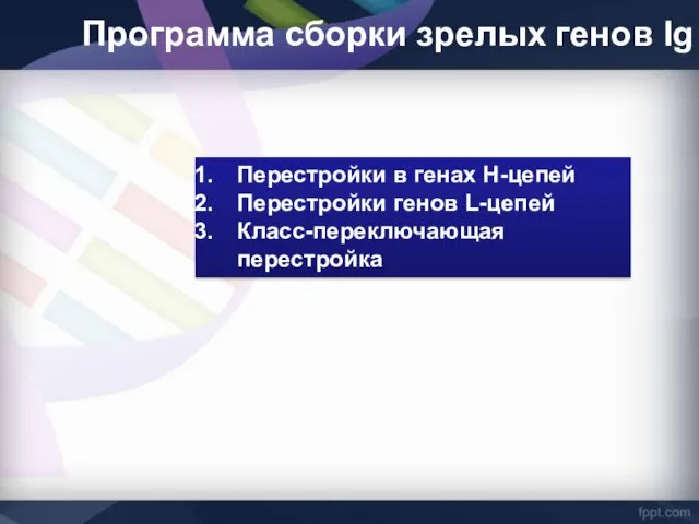 Программа сборки зрелых генов Ig Перестройки в генах Н-цепей Перестройки генов L-цепей Класс-переключающая перестройка