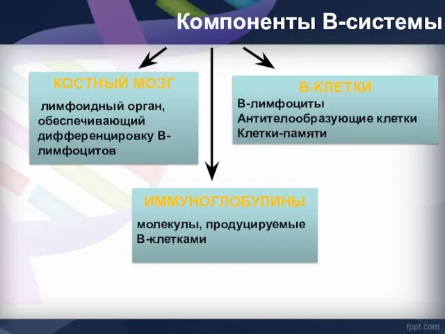 Компоненты В-системы КОСТНЫЙ МОЗГ лимфоидный орган, обеспечивающий дифференцировку В-лимфоцитов В-КЛЕТКИ В-лимфоциты