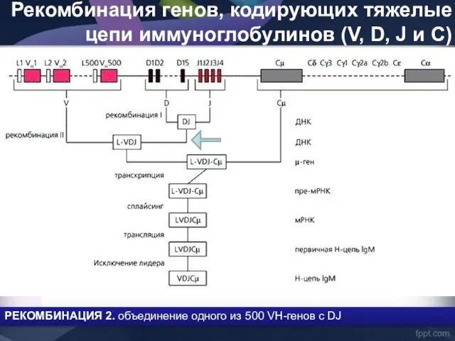 Рекомбинация генов, кодирующих тяжелые цепи иммуноглобулинов (V, D, J и C)