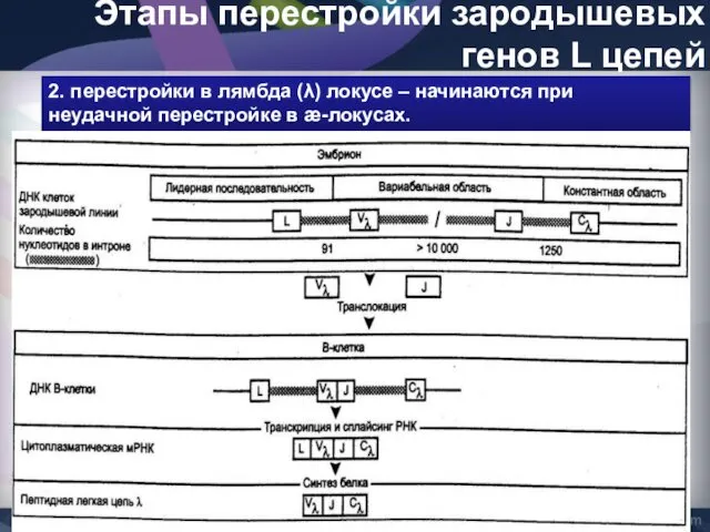 Этапы перестройки зародышевых генов L цепей 2. перестройки в лямбда (λ)