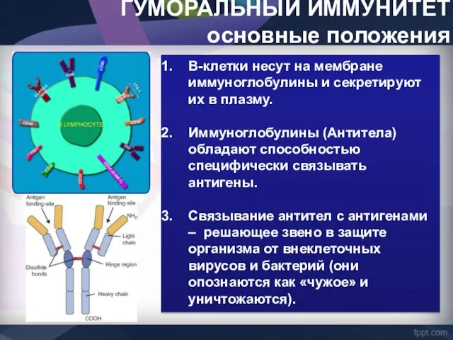 ГУМОРАЛЬНЫЙ ИММУНИТЕТ основные положения В-клетки несут на мембране иммуноглобулины и секретируют