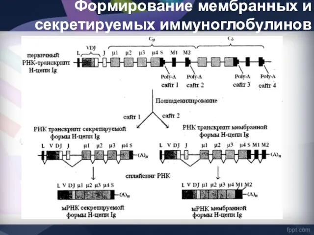 Формирование мембранных и секретируемых иммуноглобулинов