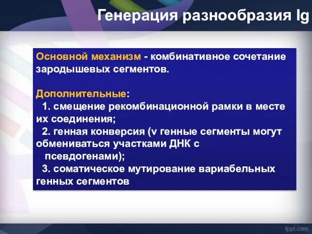 Генерация разнообразия Ig Основной механизм - комбинативное сочетание зародышевых сегментов. Дополнительные: