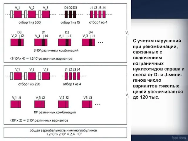 С учетом нарушений при рекомбинации, связанных с включением пограничных нуклеотидов справа