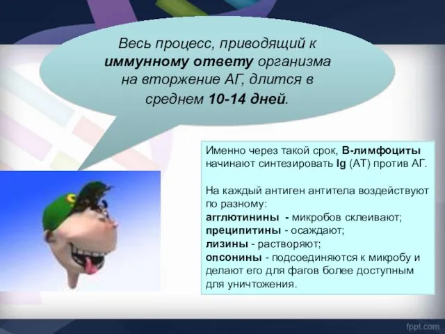 Весь процесс, приводящий к иммунному ответу организма на вторжение АГ, длится