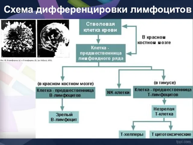 Схема дифференцировки лимфоцитов