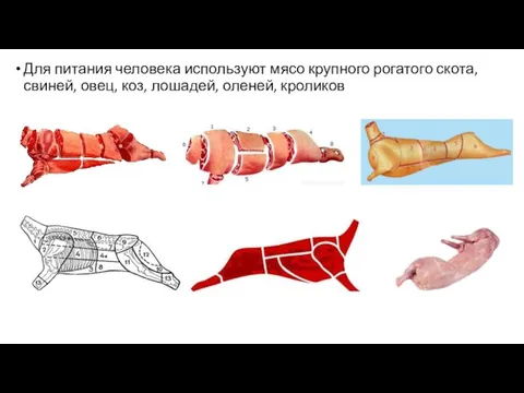 Для питания человека используют мясо крупного рогатого скота, свиней, овец, коз, лошадей, оленей, кроликов