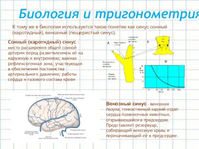 Биология и тригонометрия К тому же в биологии используется такое понятие