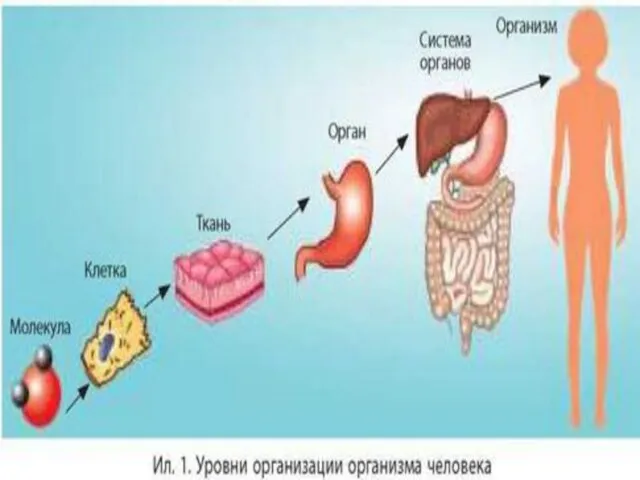 В строении тела человека условно можно выделить следующие уровни организации: