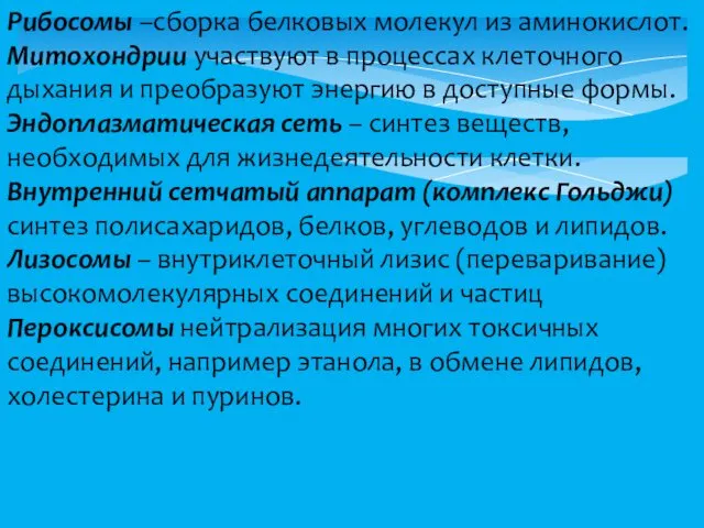 Рибосомы –сборка белковых молекул из аминокислот. Митохондрии участвуют в процессах клеточного