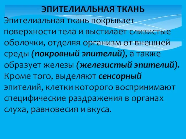 ЭПИТЕЛИАЛЬНАЯ ТКАНЬ Эпителиальная ткань покрывает поверхности тела и выстилает слизистые оболочки,