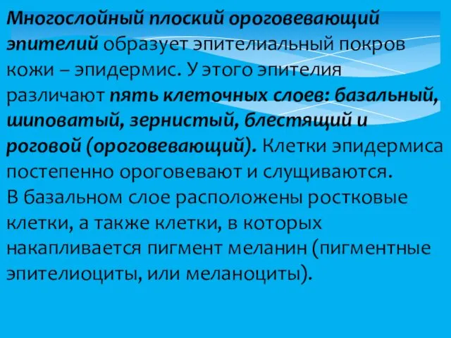 Многослойный плоский ороговевающий эпителий образует эпителиальный покров кожи – эпидермис. У