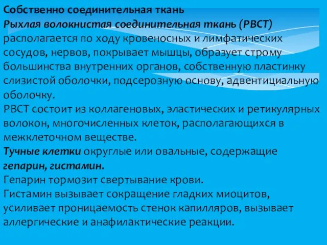 Собственно соединительная ткань Рыхлая волокнистая соединительная ткань (РВСТ) располагается по ходу