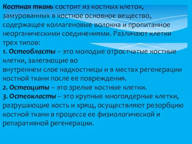 Костная ткань состоит из костных клеток, замурованных в костное основное вещество,