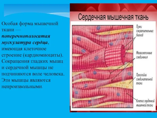 Особая форма мышечной ткани — поперечнополосатая мускулатура сердца, имеющая клеточное строение