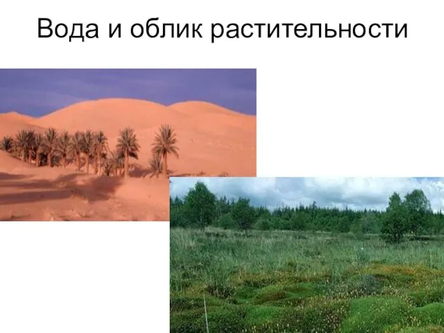 Вода и облик растительности