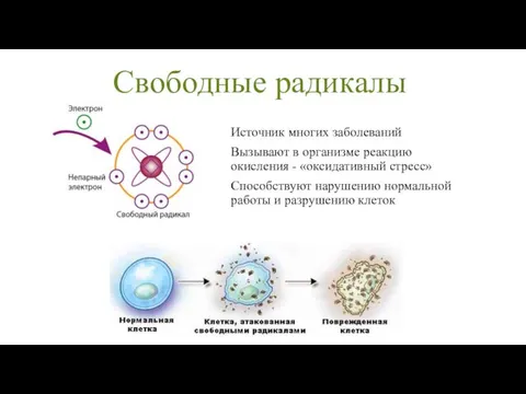 Свободные радикалы Источник многих заболеваний Вызывают в организме реакцию окисления -