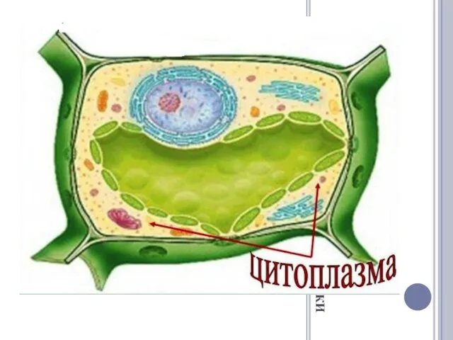 ЦИТОПЛАЗМА- ВНУТРЕННЯЯ СРЕДА КЛЕТКИ