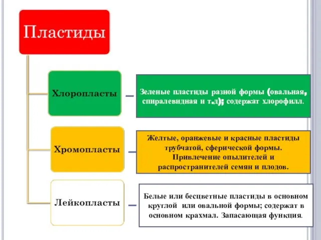 Зеленые пластиды разной формы (овальная, спиралевидная и т.д); содержат хлорофилл. Желтые,