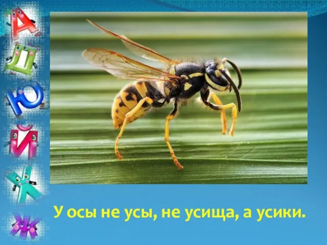 У осы не усы, не усища, а усики.