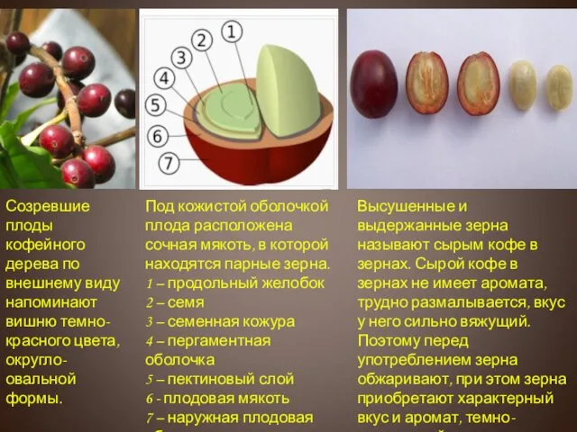 Под кожистой оболочкой плода расположена сочная мякоть, в которой находятся парные