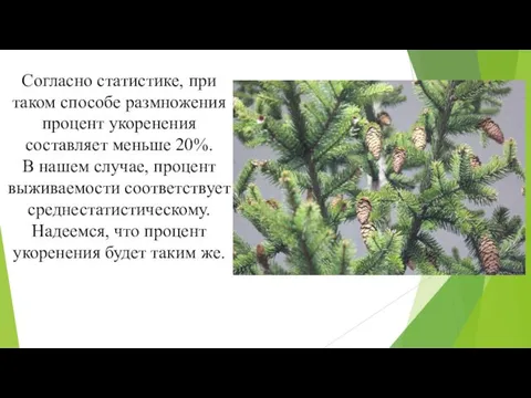 Согласно статистике, при таком способе размножения процент укоренения составляет меньше 20%.