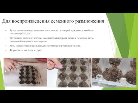 Для воспроизведения семенного размножения: 1)подготовили почву, учитывая кислотность, в которой нуждаются