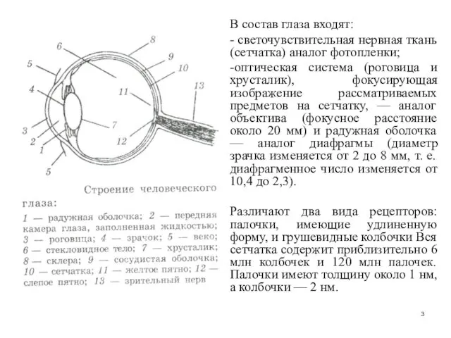 В состав глаза входят: - светочувствительная нервная ткань (сетчатка) аналог фотопленки;