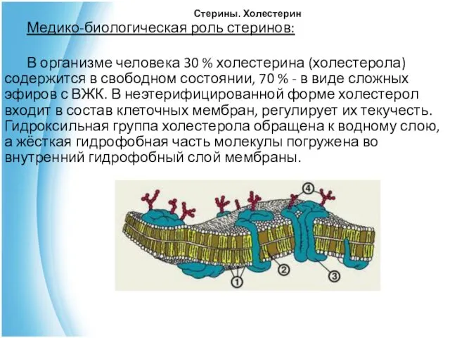 Стерины. Холестерин Медико-биологическая роль стеринов: В организме человека 30 % холестерина