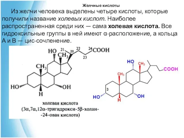 Желчные кислоты Из желчи человека выделены четыре кислоты, которые получили на­звание