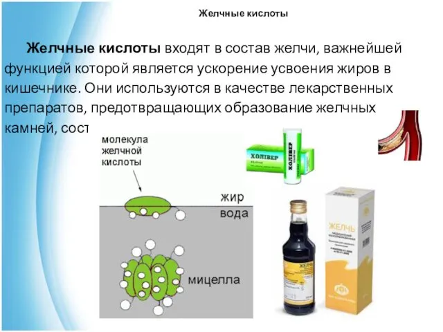 Желчные кислоты Желчные кислоты входят в состав желчи, важнейшей функцией которой