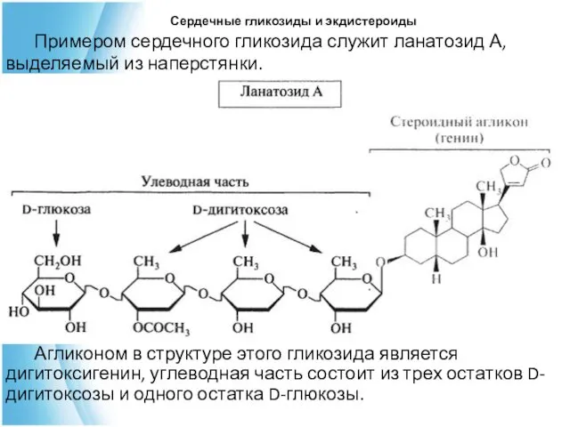 Примером сердечного гликозида служит ланатозид А, выделяемый из наперстянки. Агликоном в