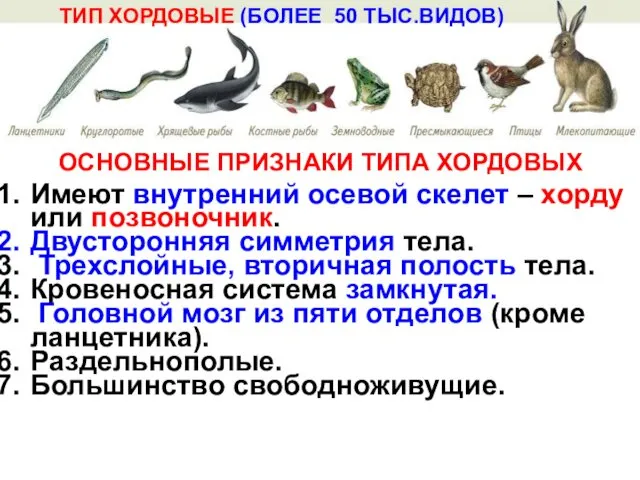 Имеют внутренний осевой скелет – хорду или позвоночник. Двусторонняя симметрия тела.