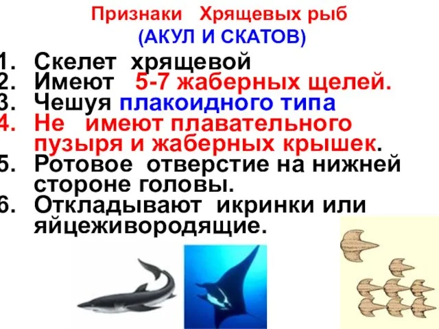 Признаки Хрящевых рыб (АКУЛ И СКАТОВ) Скелет хрящевой Имеют 5-7 жаберных