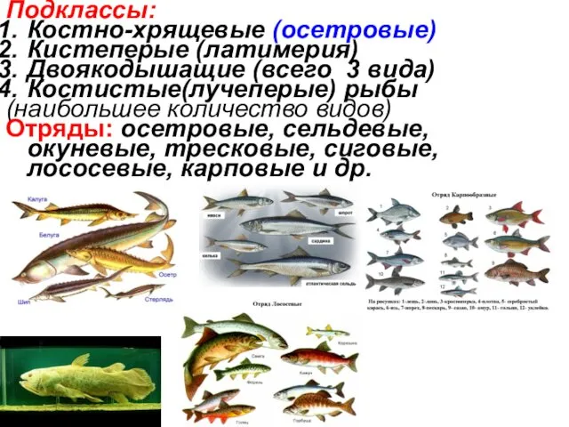 Подклассы: Костно-хрящевые (осетровые) Кистеперые (латимерия) Двоякодышащие (всего 3 вида) Костистые(лучеперые) рыбы