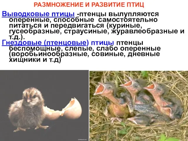 Выводковые птицы -птенцы вылупляются оперенные, способные самостоятельно питаться и передвигаться (куриные,