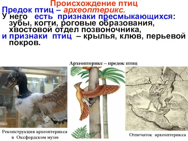 Происхождение птиц Предок птиц – археоптерикс. У него есть признаки пресмыкающихся: