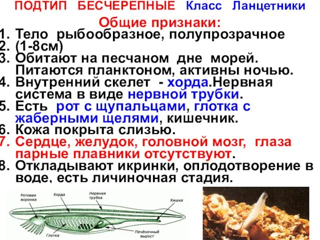 ПОДТИП БЕСЧЕРЕПНЫЕ Класс Ланцетники Общие признаки: Тело рыбообразное, полупрозрачное (1-8см) Обитают