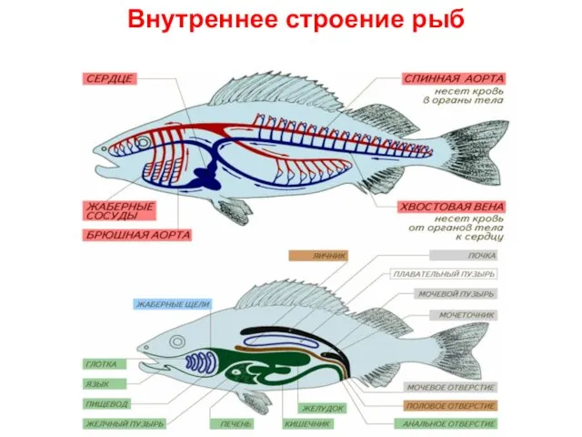 Внутреннее строение рыб