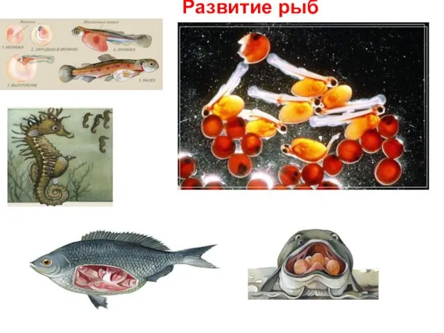 Развитие рыб