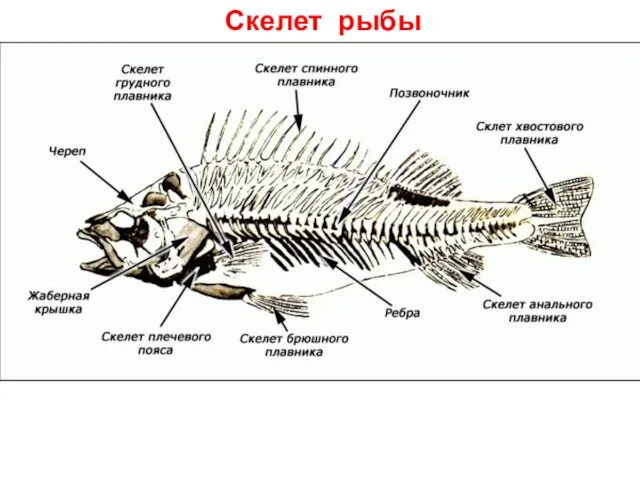 Скелет рыбы