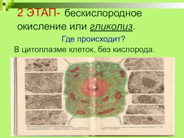 2 ЭТАП- бескислородное окисление или гликолиз. Где происходит? В цитоплазме клеток, без кислорода.