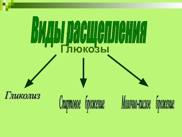 Где: В митохондриях. Виды расщепления Гликолиз Спиртовое брожение Молочно-кислое брожение Глюкозы